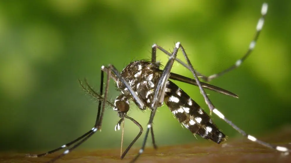 Salud Pública confirman 240 casos de malaria en haitianos